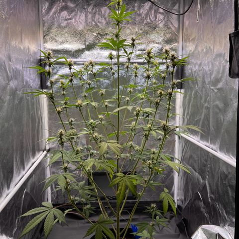 Cookies Gelato Automatic growlog timeline photo