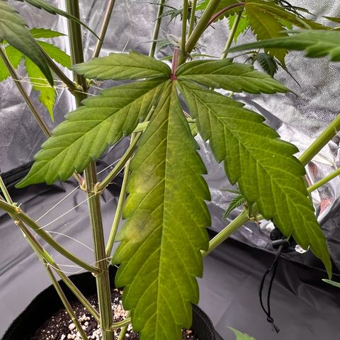 Cookies Gelato Automatic growlog photo: Blüten werden alle richtig schön Purple! Inzwischen ist ein Nährstoffmangel zu sehen, vermute CalMag Mangel wie BB typisch. Dünger ist bestellt 