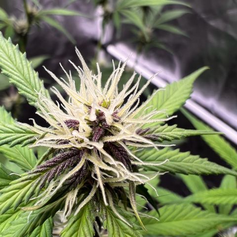 Cookies Gelato Automatic growlog photo: Blüten werden alle richtig schön Purple! Inzwischen ist ein Nährstoffmangel zu sehen, vermute CalMag Mangel wie BB typisch. Dünger ist bestellt 