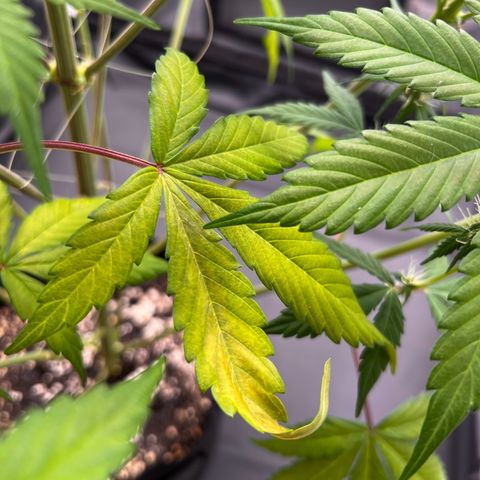 Cookies Gelato Automatic growlog photo: Blüten werden alle richtig schön Purple! Inzwischen ist ein Nährstoffmangel zu sehen, vermute CalMag Mangel wie BB typisch. Dünger ist bestellt 
