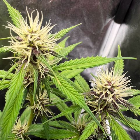 Cookies Gelato Automatic growlog photo: Blüten werden alle richtig schön Purple! Inzwischen ist ein Nährstoffmangel zu sehen, vermute CalMag Mangel wie BB typisch. Dünger ist bestellt 