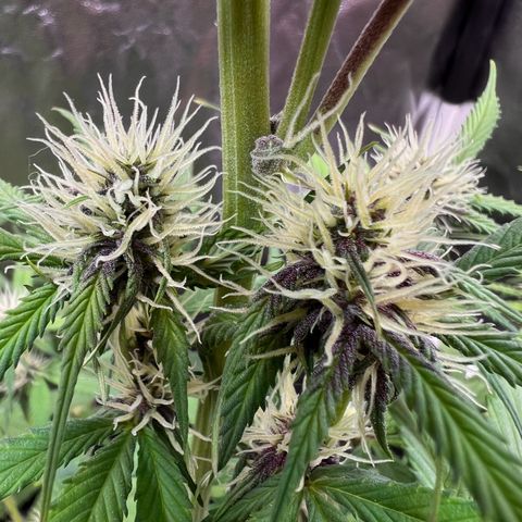 Cookies Gelato Automatic growlog photo: Blüten werden alle richtig schön Purple! Inzwischen ist ein Nährstoffmangel zu sehen, vermute CalMag Mangel wie BB typisch. Dünger ist bestellt 