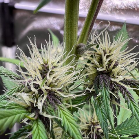Cookies Gelato Automatic growlog photo: Blüten werden alle richtig schön Purple! Inzwischen ist ein Nährstoffmangel zu sehen, vermute CalMag Mangel wie BB typisch. Dünger ist bestellt 