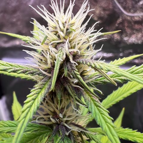 Cookies Gelato Automatic growlog photo: Blüten werden alle richtig schön Purple! Inzwischen ist ein Nährstoffmangel zu sehen, vermute CalMag Mangel wie BB typisch. Dünger ist bestellt 