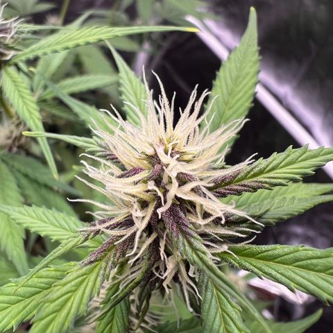 Cookies Gelato Automatic growlog photo: Blüten werden alle richtig schön Purple! Inzwischen ist ein Nährstoffmangel zu sehen, vermute CalMag Mangel wie BB typisch. Dünger ist bestellt 