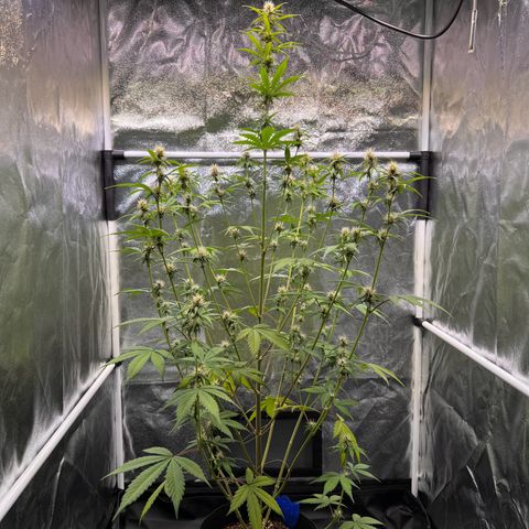 Cookies Gelato Automatic growlog timeline photo