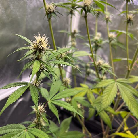 Cookies Gelato Automatic growlog timeline photo