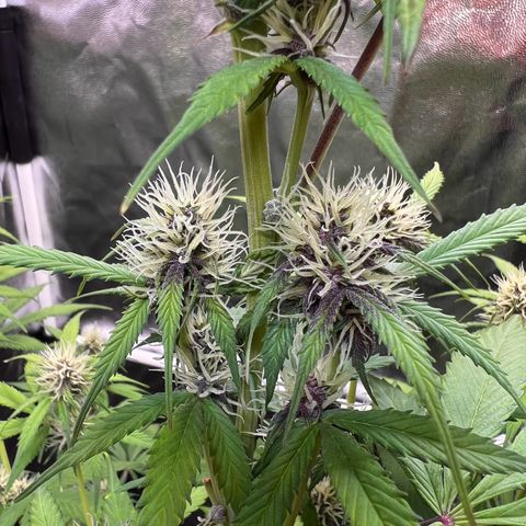 Cookies Gelato Automatic growlog timeline photo