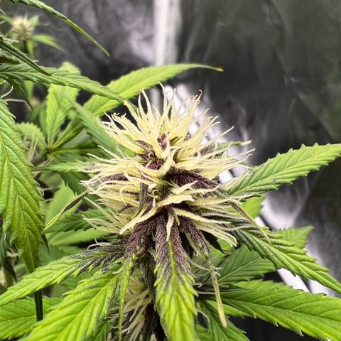 Cookies Gelato Automatic growlog timeline photo