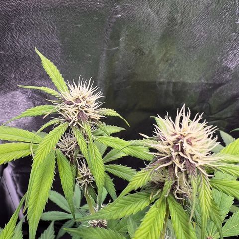 Cookies Gelato Automatic growlog timeline photo