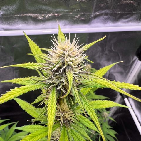 Cookies Gelato Automatic growlog timeline photo