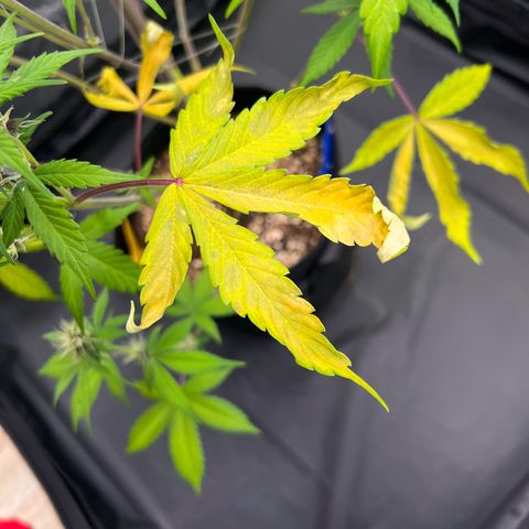 Cookies Gelato Automatic growlog photo: Leider zeigen sich weiter Mangelerscheinungen. Denke immernoch CalMag Mangel. CalMag ist bestellt, Bittersalz wird bereits gegeben.