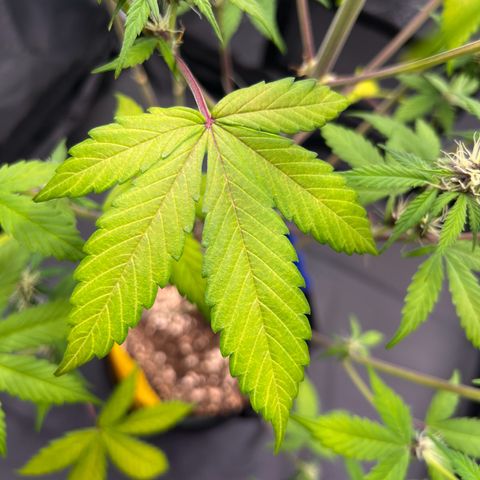 Cookies Gelato Automatic growlog photo: Leider zeigen sich weiter Mangelerscheinungen. Denke immernoch CalMag Mangel. CalMag ist bestellt, Bittersalz wird bereits gegeben.