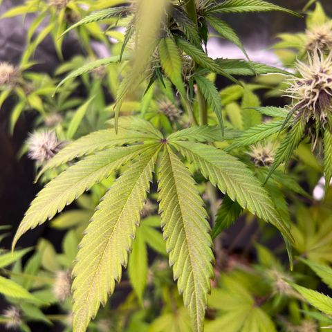 Cookies Gelato Automatic growlog photo: Leider zeigen sich weiter Mangelerscheinungen. Denke immernoch CalMag Mangel. CalMag ist bestellt, Bittersalz wird bereits gegeben.