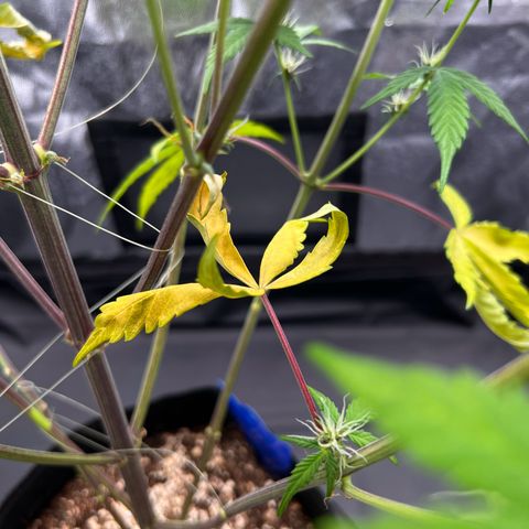 Cookies Gelato Automatic growlog photo: Leider zeigen sich weiter Mangelerscheinungen. Denke immernoch CalMag Mangel. CalMag ist bestellt, Bittersalz wird bereits gegeben.