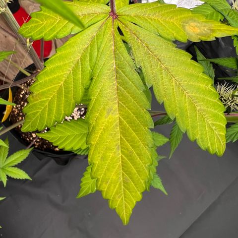 Cookies Gelato Automatic growlog photo: Leider zeigen sich weiter Mangelerscheinungen. Denke immernoch CalMag Mangel. CalMag ist bestellt, Bittersalz wird bereits gegeben.