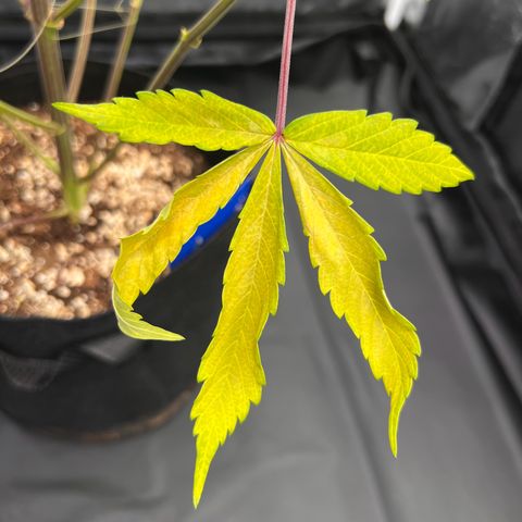 Cookies Gelato Automatic growlog photo: Leider zeigen sich weiter Mangelerscheinungen. Denke immernoch CalMag Mangel. CalMag ist bestellt, Bittersalz wird bereits gegeben.