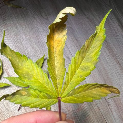 Cookies Gelato Automatic growlog photo: Leider zeigen sich weiter Mangelerscheinungen. Denke immernoch CalMag Mangel. CalMag ist bestellt, Bittersalz wird bereits gegeben.