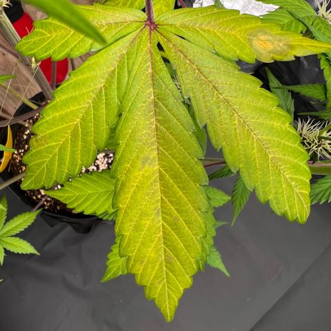 Cookies Gelato Automatic growlog photo: Leider zeigen sich weiter Mangelerscheinungen. Denke immernoch CalMag Mangel. CalMag ist bestellt, Bittersalz wird bereits gegeben.