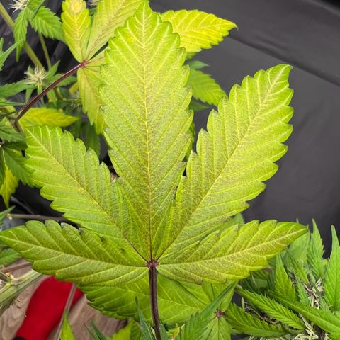 Cookies Gelato Automatic growlog photo: Leider zeigen sich weiter Mangelerscheinungen. Denke immernoch CalMag Mangel. CalMag ist bestellt, Bittersalz wird bereits gegeben.