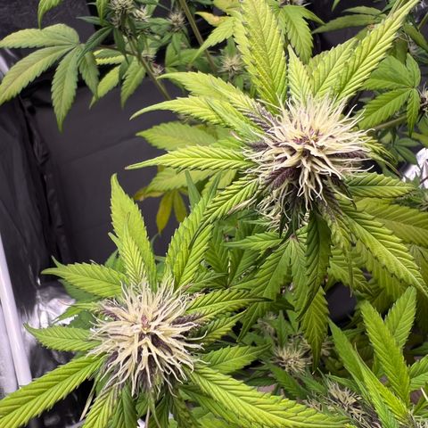 Cookies Gelato Automatic growlog timeline photo