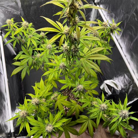 Cookies Gelato Automatic growlog timeline photo