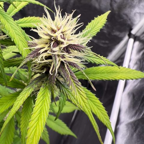 Cookies Gelato Automatic growlog timeline photo