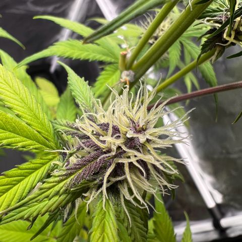 Cookies Gelato Automatic growlog timeline photo