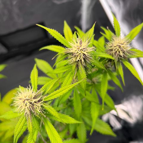 Cookies Gelato Automatic growlog timeline photo