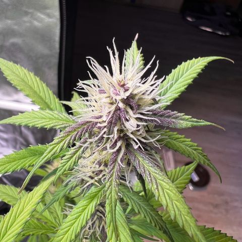 Cookies Gelato Automatic growlog timeline photo