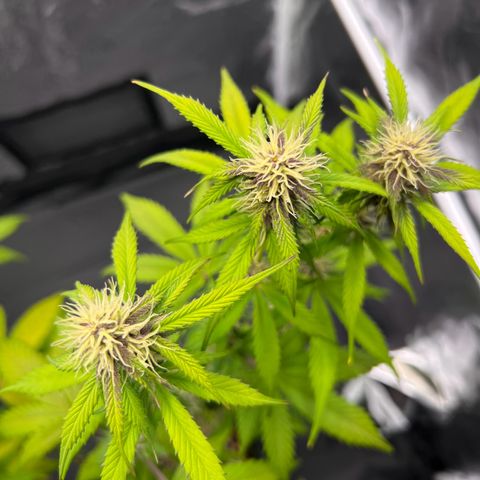 Cookies Gelato Automatic growlog timeline photo