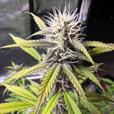 Cookies Gelato Automatic growlog timeline photo