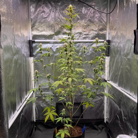 Cookies Gelato Automatic growlog timeline photo