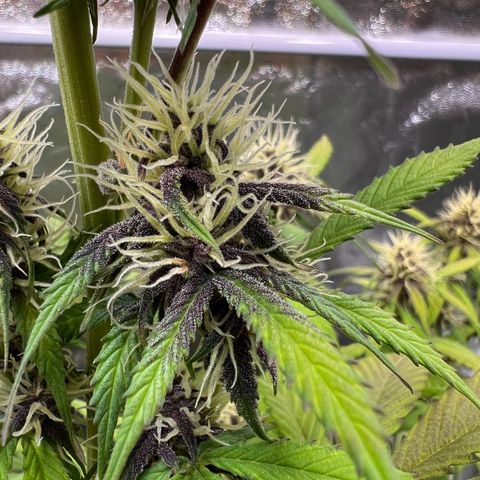 Cookies Gelato Automatic growlog timeline photo