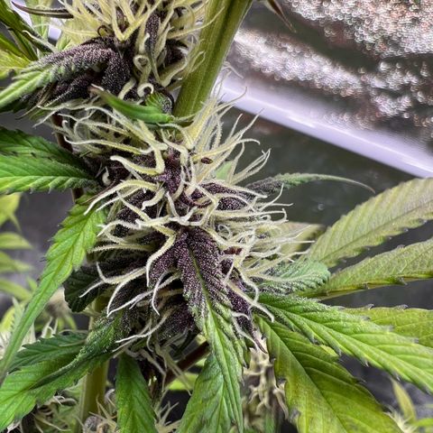 Cookies Gelato Automatic growlog timeline photo
