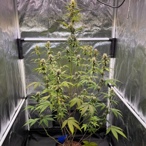 Cookies Gelato Automatic growlog timeline photo