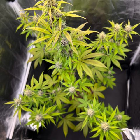 Cookies Gelato Automatic growlog timeline photo