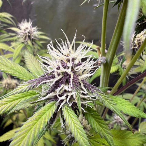 Cookies Gelato Automatic growlog timeline photo