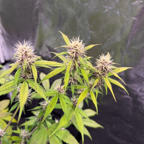 Cookies Gelato Automatic growlog timeline photo