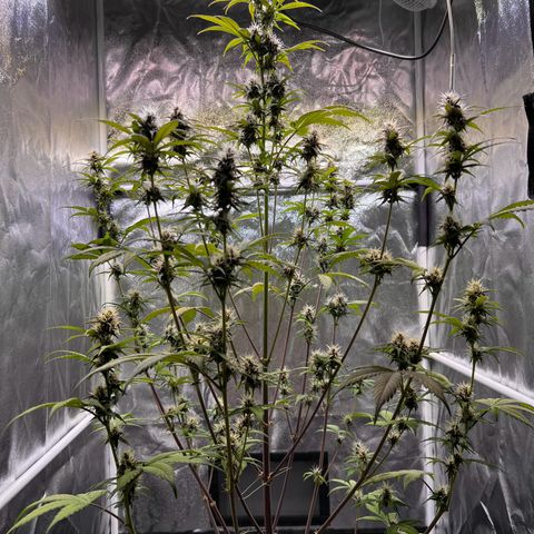 Cookies Gelato Automatic growlog timeline photo