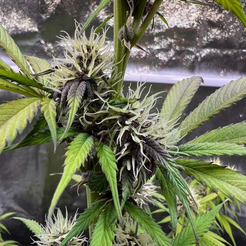 Cookies Gelato Automatic growlog timeline photo