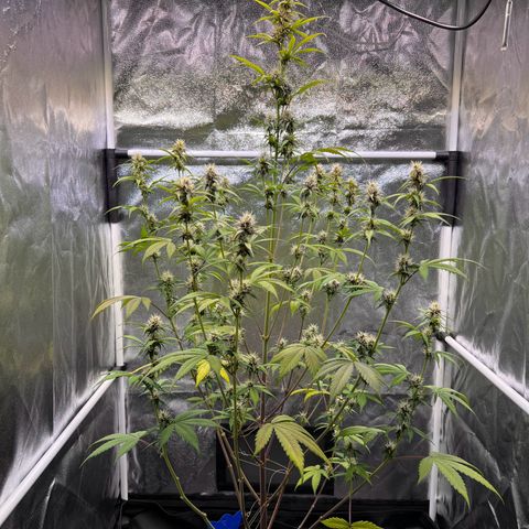 Cookies Gelato Automatic growlog timeline photo