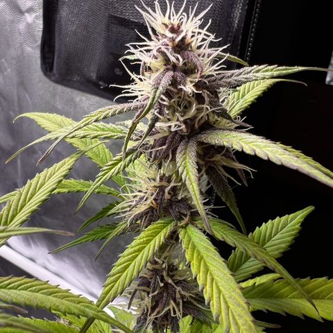 Cookies Gelato Automatic growlog timeline photo