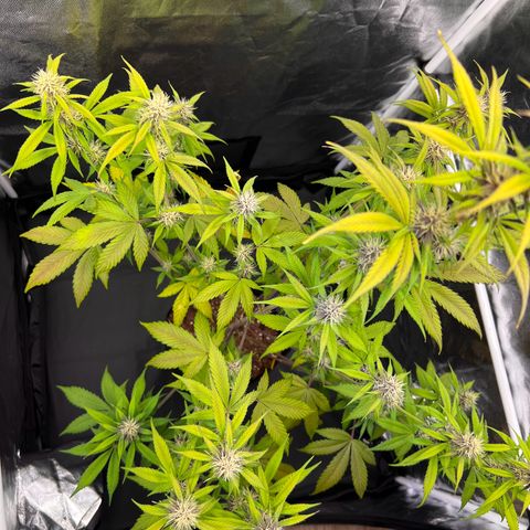 Cookies Gelato Automatic growlog timeline photo