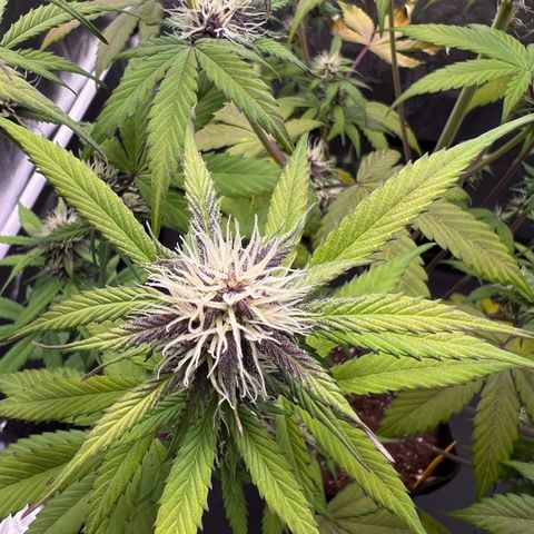 Cookies Gelato Automatic growlog timeline photo