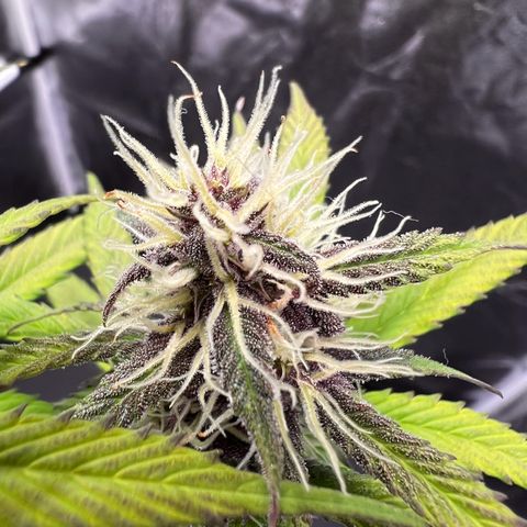 Cookies Gelato Automatic growlog timeline photo