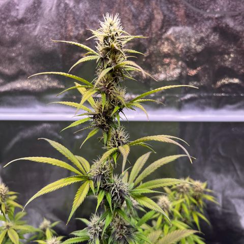 Cookies Gelato Automatic growlog timeline photo