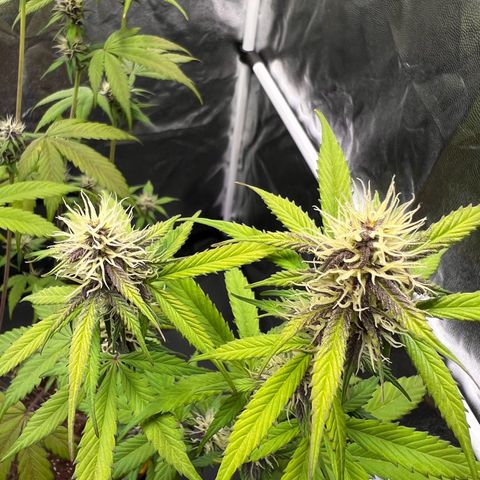 Cookies Gelato Automatic growlog timeline photo