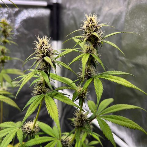 Cookies Gelato Automatic growlog timeline photo