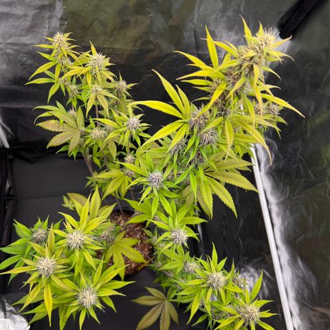 Cookies Gelato Automatic growlog timeline photo